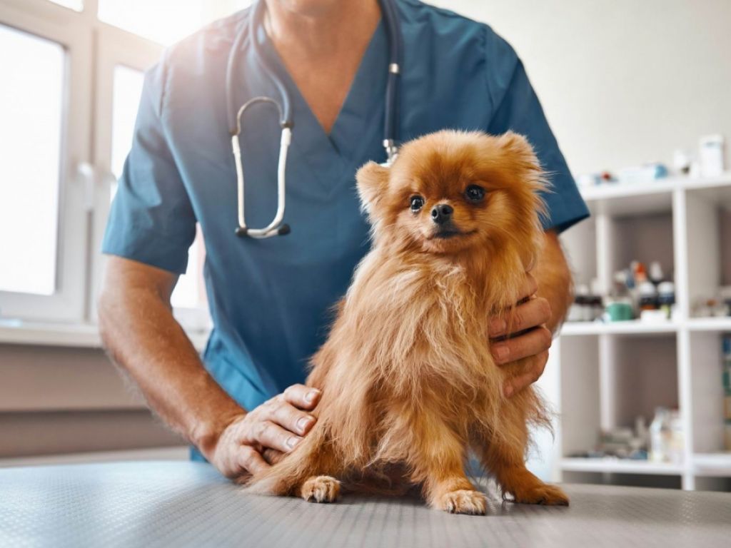Veterinary Clinic for Sale  South Shore of Montreal